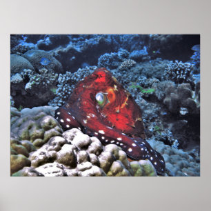 Day Octopus Poster