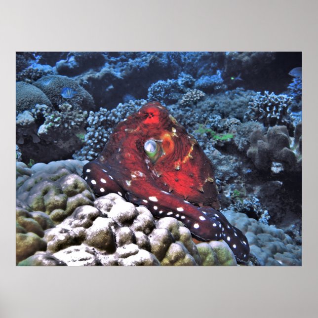 Day Octopus Poster (Front)