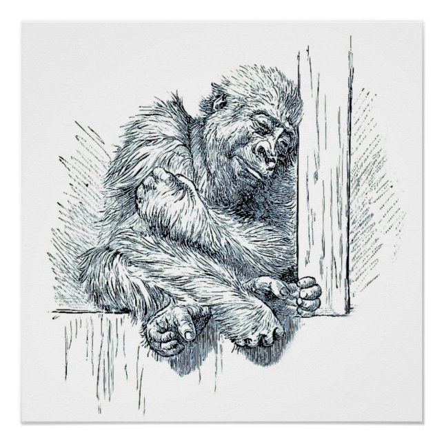 Day of Rest -  Young Ape Gorilla Poster (Front)