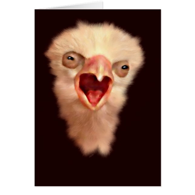 Day Old Falcon Chick (Front)