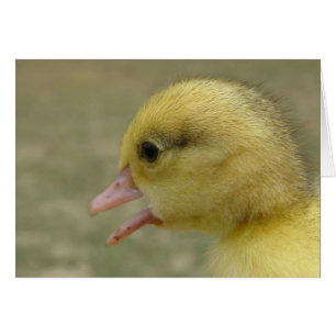 Day Old Muscovy Duckling