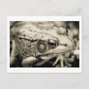 day simple wish postcard