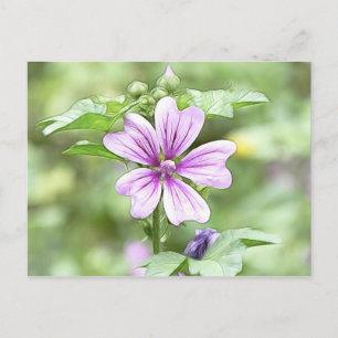 Daybreak - Mallow Flower Postcard