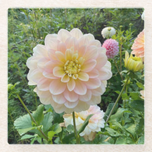 Daydreamer Dahlia, Light Pink Flower Glass Coaster