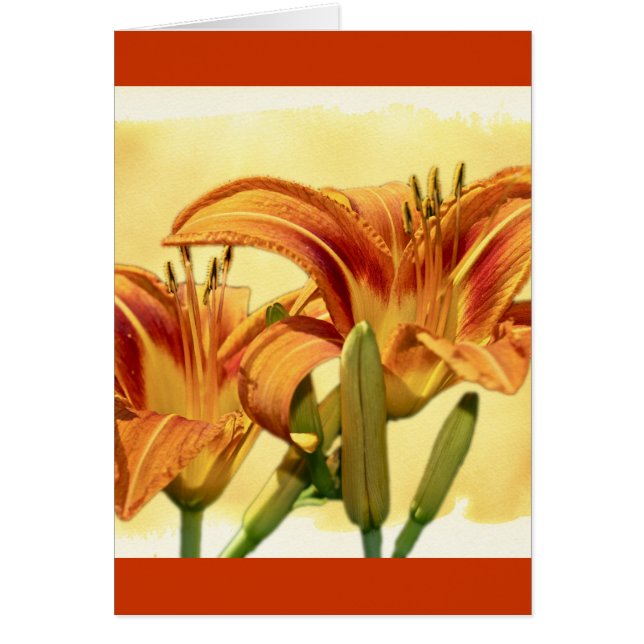 Daylilies - Hemerocallis (Front)