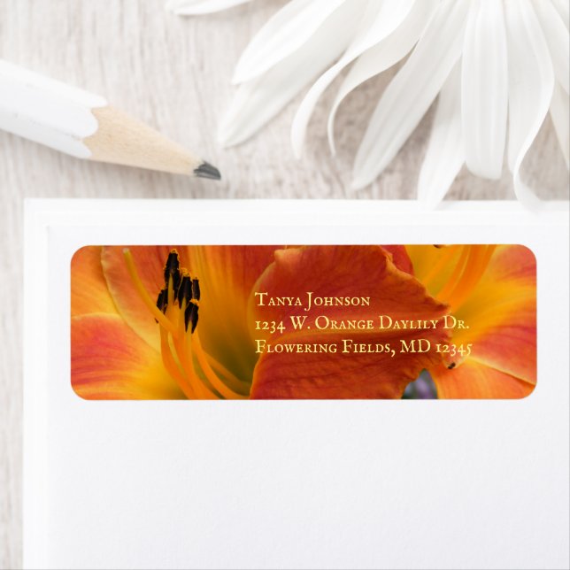 Daylilies / Hemerocallis / Orange Lily / (Insitu)