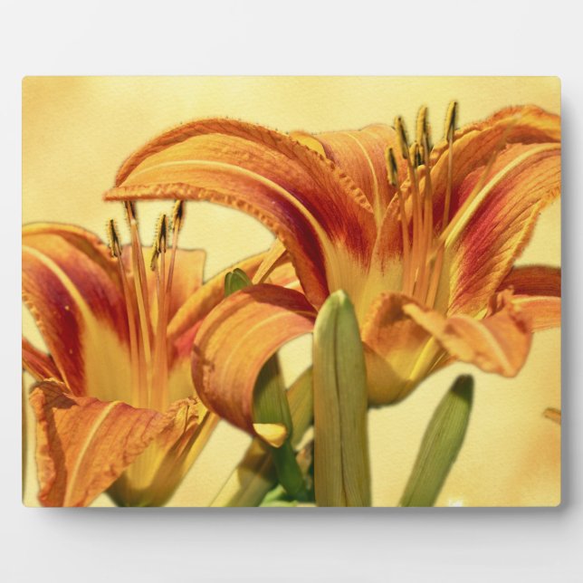 Daylilies - Hemerocallis Plaque (Front)