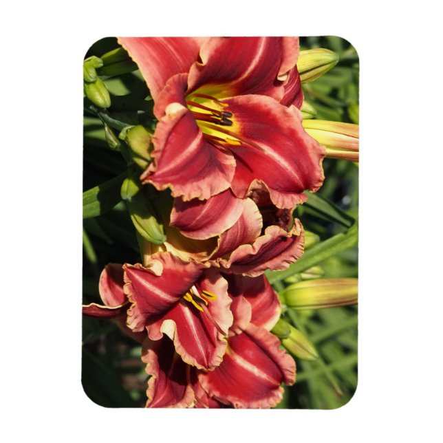 Daylilies Magnet (Vertical)