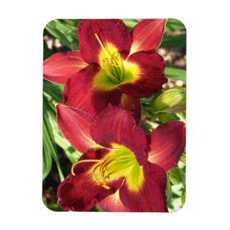 Daylilies Magnet
