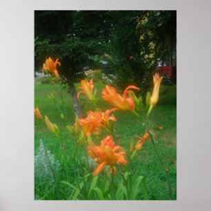 Daylillies, Orange Poster
