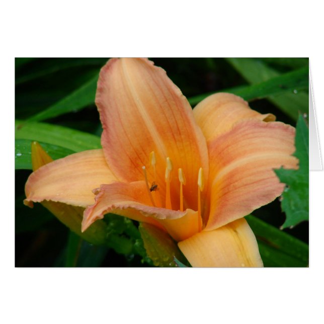 Daylily 2 (Front Horizontal)