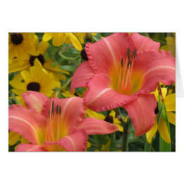 Daylily and Rudbeckia Combo