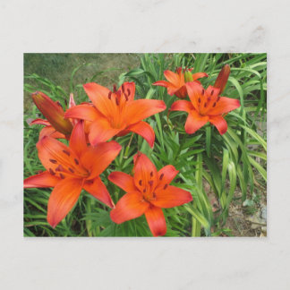 daylily Asiatic orange Postcard