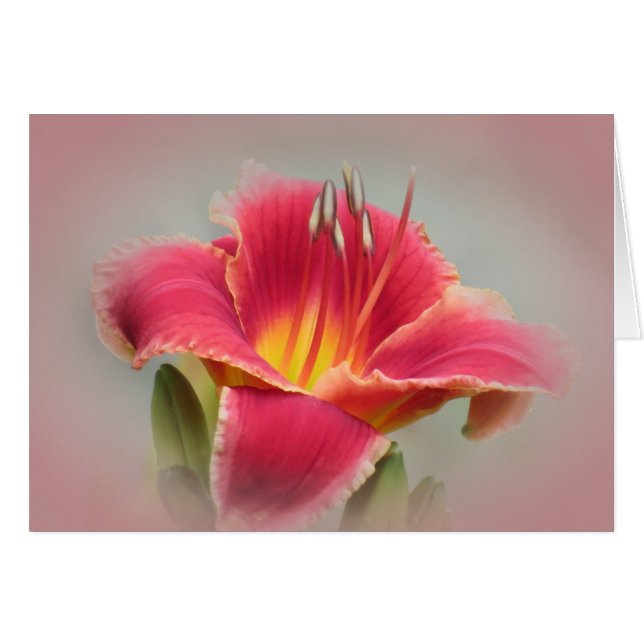 Daylily Blush (Front Horizontal)