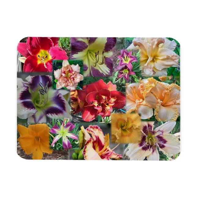 Daylily Collage Magnet (Horizontal)