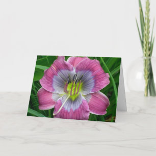 Daylily 'Dixie Blues' Card