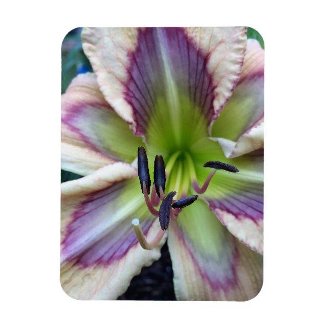 Daylily, 'Dragonfly Dawn' Magnet (Vertical)