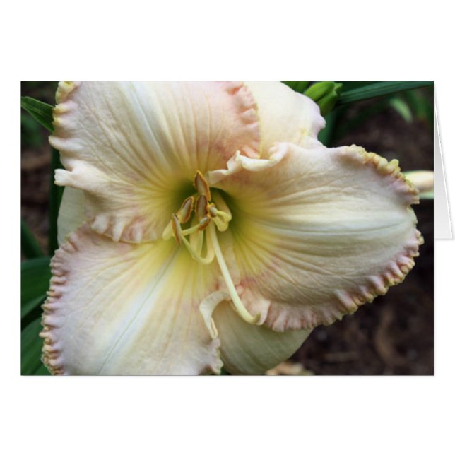 Daylily Dreaming (Front Horizontal)