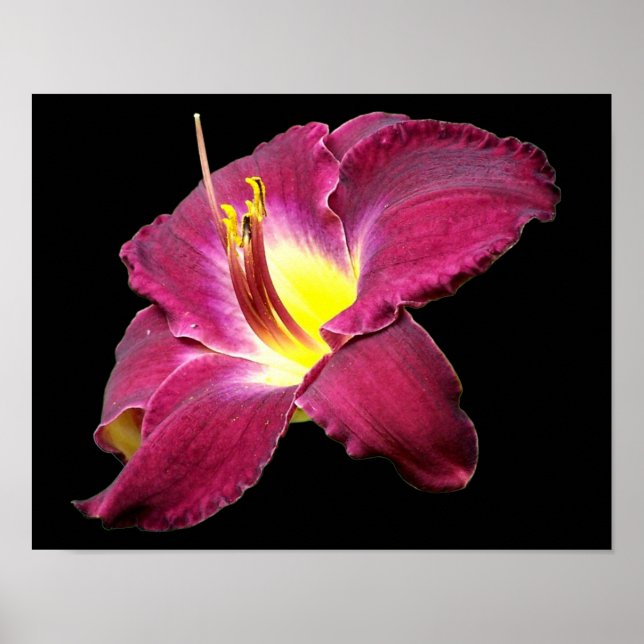 Daylily Flower Close Up Poster (Front)