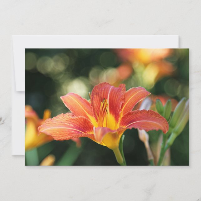 Daylily  Flower Flat Thank You Card (Front)