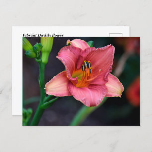 Daylily Flower Postcard