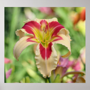 Daylily Garden Poster