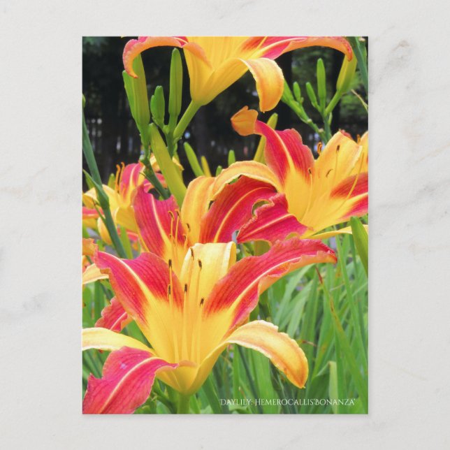 Daylily: Hemerocallis‘Bonanza’ [Postcard] Postcard (Front)