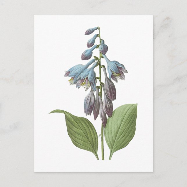 daylily(Hemerocallis caerulea) by Redouté Postcard (Front)