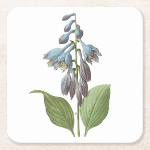 daylily(Hemerocallis caerulea) by Redouté Square Paper Coaster