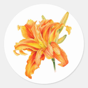 Daylily Hemerocallis floral orange stickers