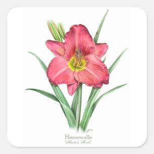 Daylily - Hunter's Torch Square Sticker