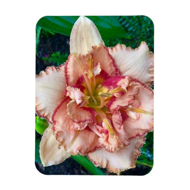 Daylily, 'Majorca Isle' Magnet (Vertical)