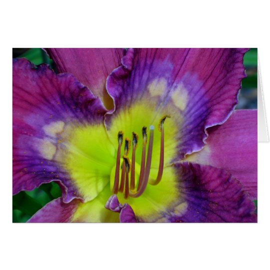 Daylily 'Nick Of Time' Card