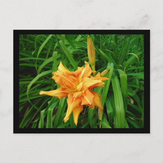 Daylily Postcard (Front)