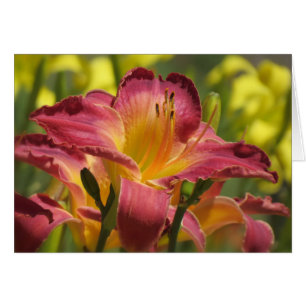 Daylily Sheik