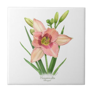 Daylily - Svengali Tile
