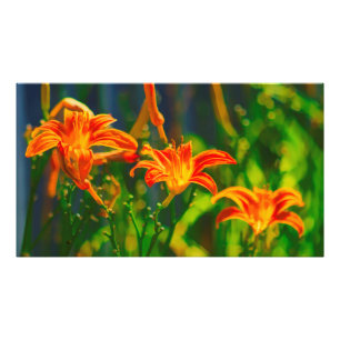 Daylily Trio Photo Print