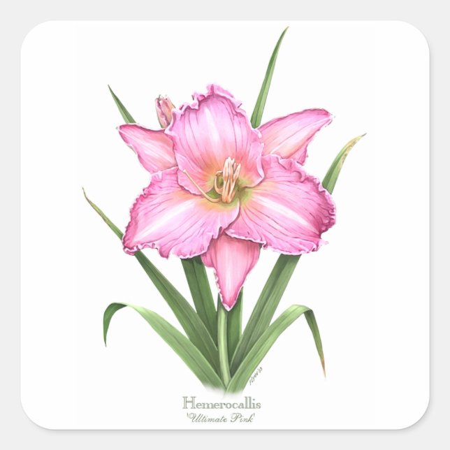 Daylily - Ultimate Pink Square Sticker (Front)
