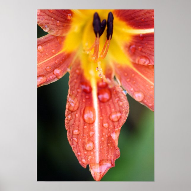 Daylily, Value Poster Paper (Matte) (Front)