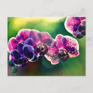 Dayspring Orchid Postcard