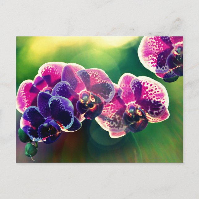 Dayspring Orchid Postcard (Front)