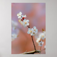 Dazzling Japanese Apricot Blossoms
