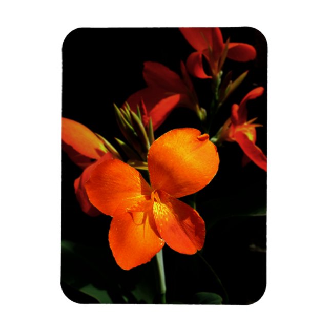 Dazzling Orchid Photo Magnet (Vertical)