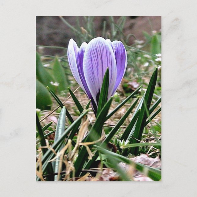 Dazzling Purple Crocus Flowers Postcard (Front)