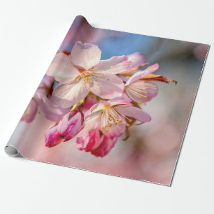 Dazzling Sakura Flowers. Beige And Blue Background Wrapping Paper