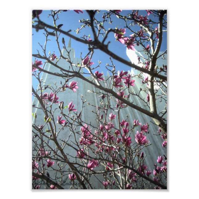 DC Temple in Pink Flowers Photo Print (Front)