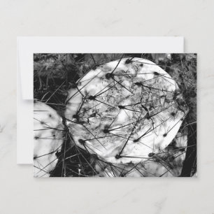 Dead Cactus Postcard