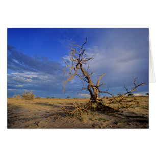 Dead Camel Thorn (Acacia Erioloba) Tree