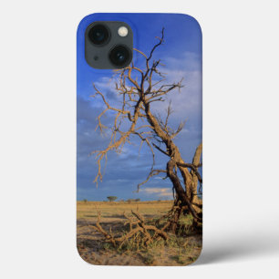 Dead Camel Thorn (Acacia Erioloba) Tree iPhone 13 Case