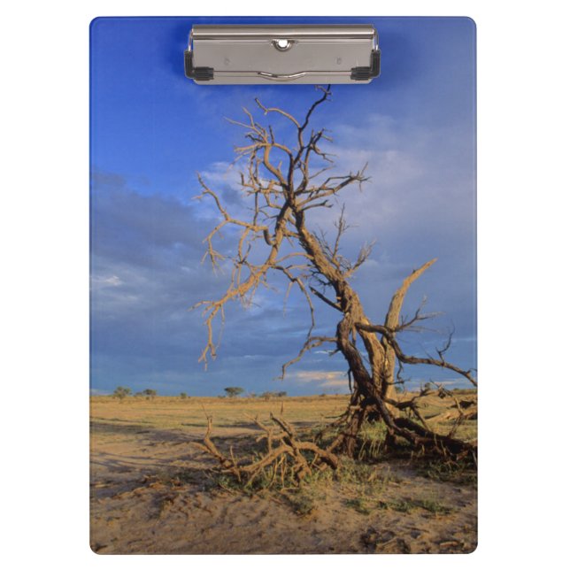 Dead Camel Thorn (Acacia Erioloba) Tree Clipboard (Front)